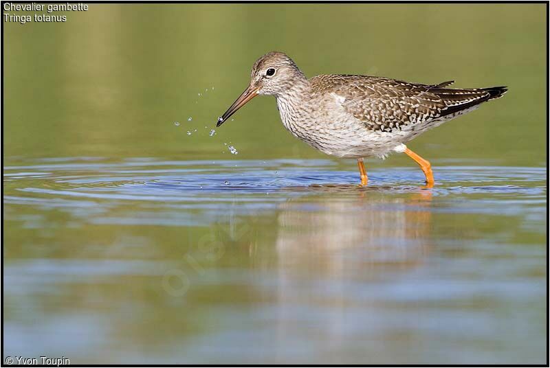 Common Redshank, identification