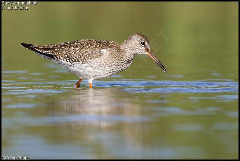 Common Redshank, identification