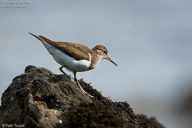 Common Sandpiper, identification