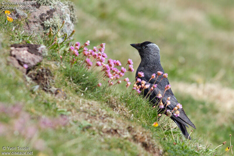 Western Jackdaw, identification