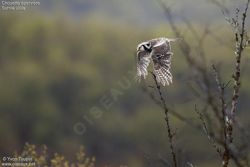 Northern Hawk-Owladult breeding, Flight