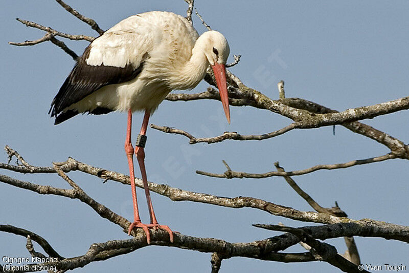 White Stork