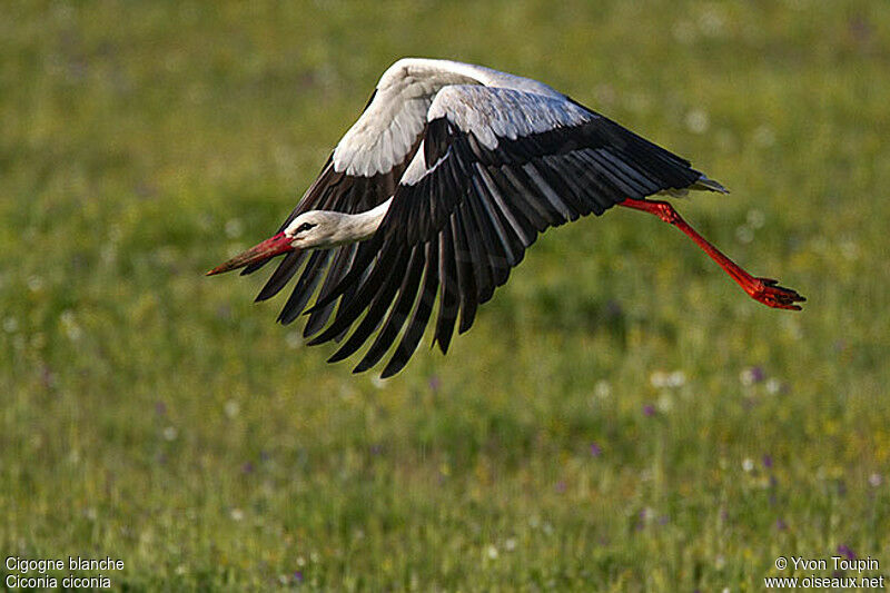 White Stork, Flight