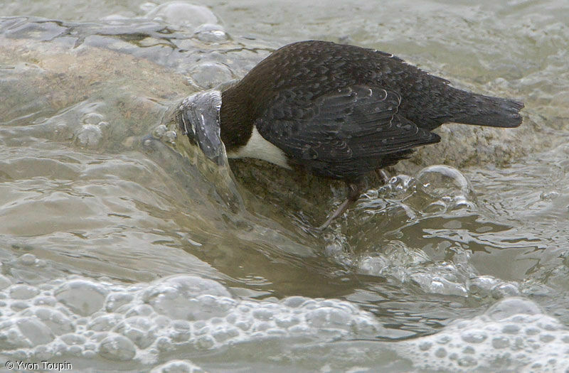 White-throated Dipper, feeding habits