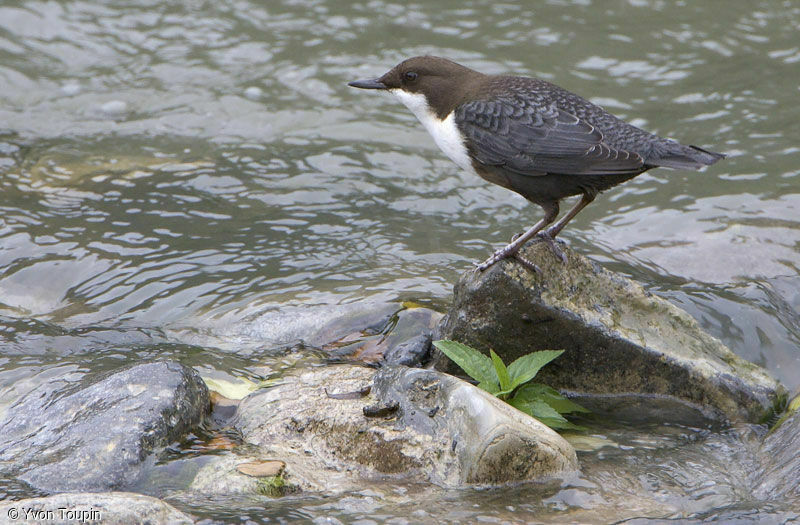 White-throated Dipper, identification