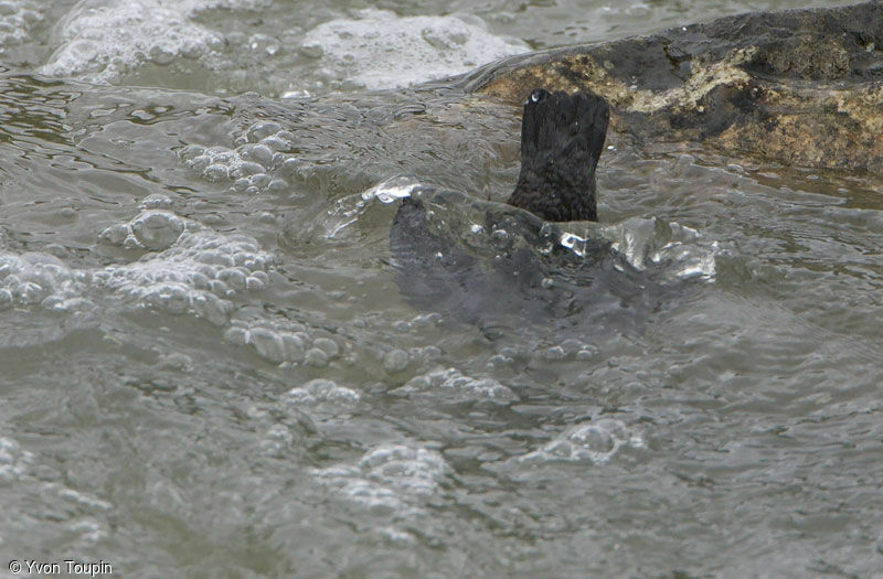 White-throated Dipper