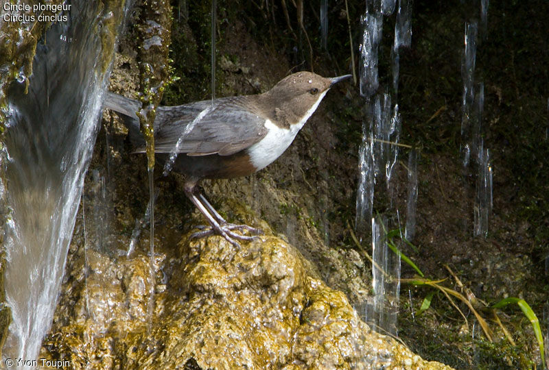 White-throated Dipper