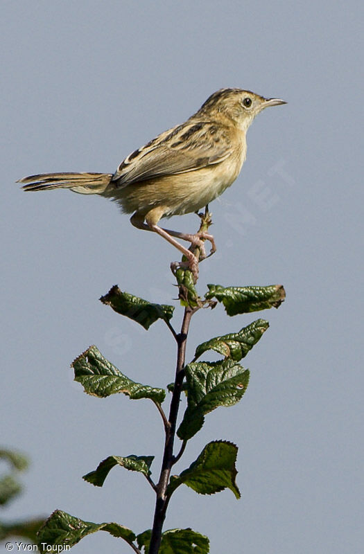 Zitting Cisticola, identification