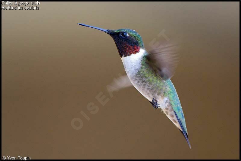 Ruby-throated Hummingbird, identification