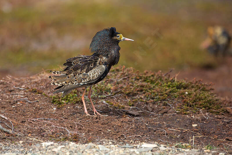 Ruff male adult breeding, identification