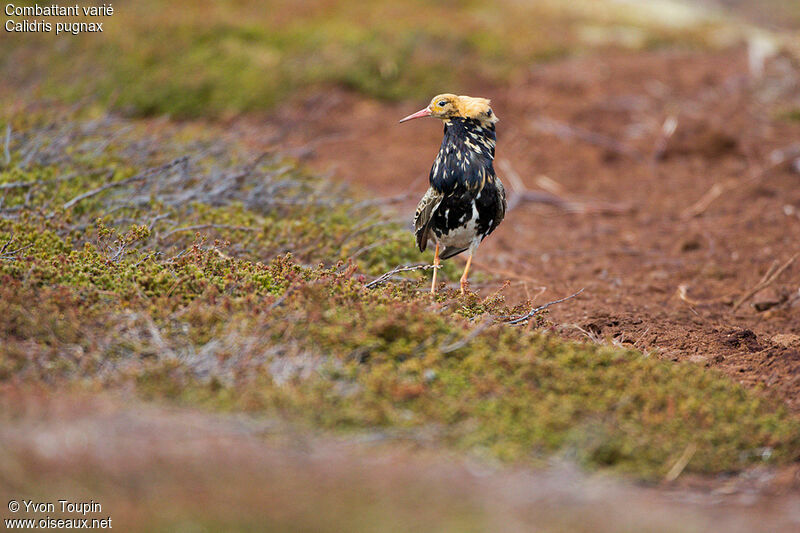 Ruff male, identification