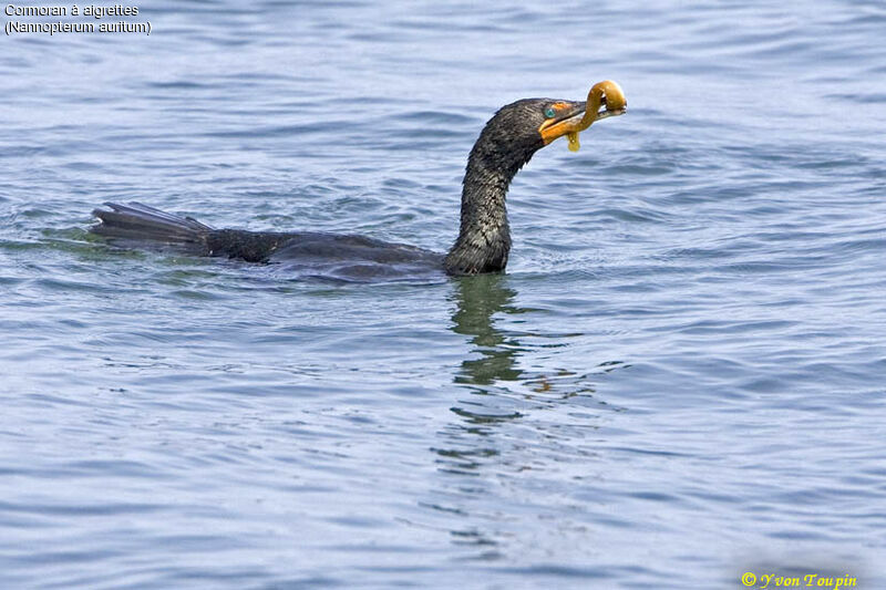 Cormoran à aigrettes, régime