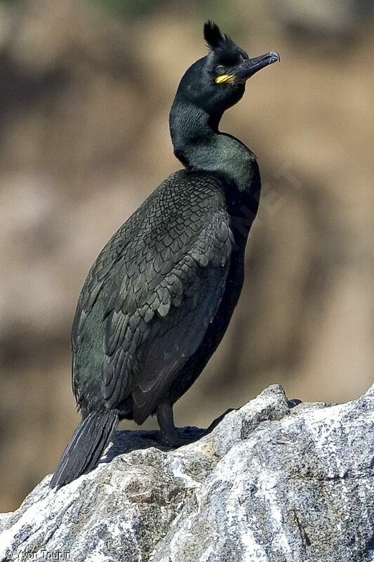 European Shag, identification