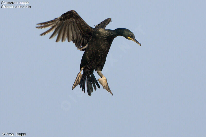 European Shag