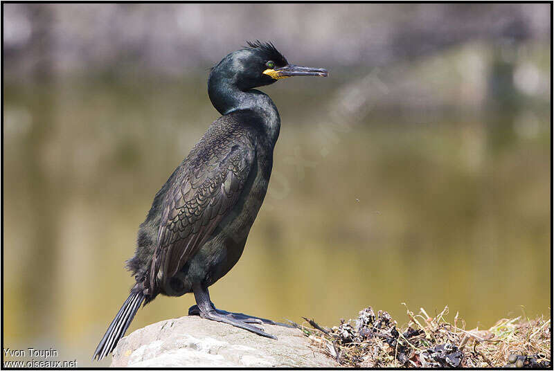 Cormoran huppéadulte nuptial, identification