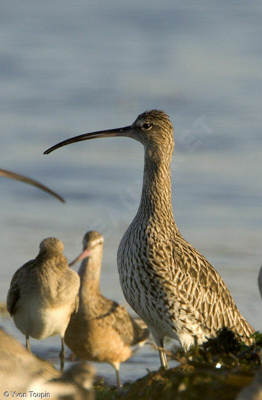 Eurasian Curlew