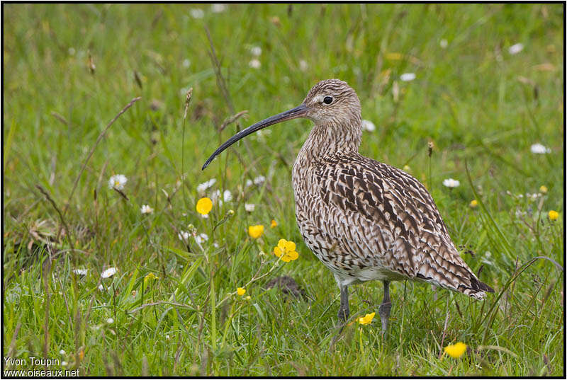 Courlis cendré femelle adulte nuptial, identification