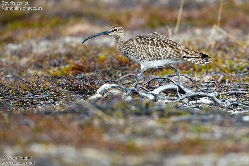 Courlis corlieu, identification