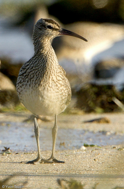 Courlis corlieu, identification