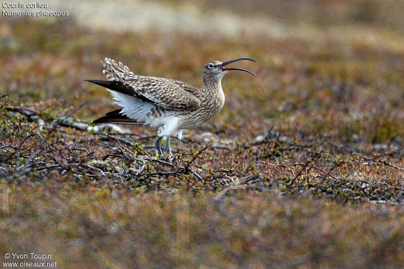 Eurasian Whimbrel, identification, Behaviour