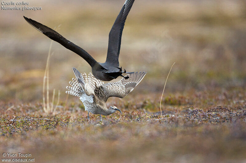 Eurasian Whimbrel, identification, Behaviour