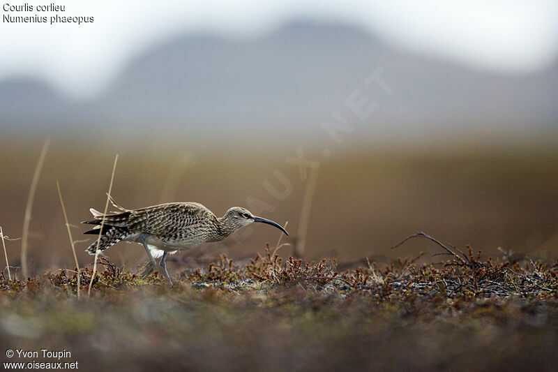 Eurasian Whimbrel