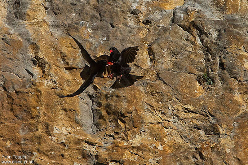 Red-billed Choughadult, habitat, Behaviour