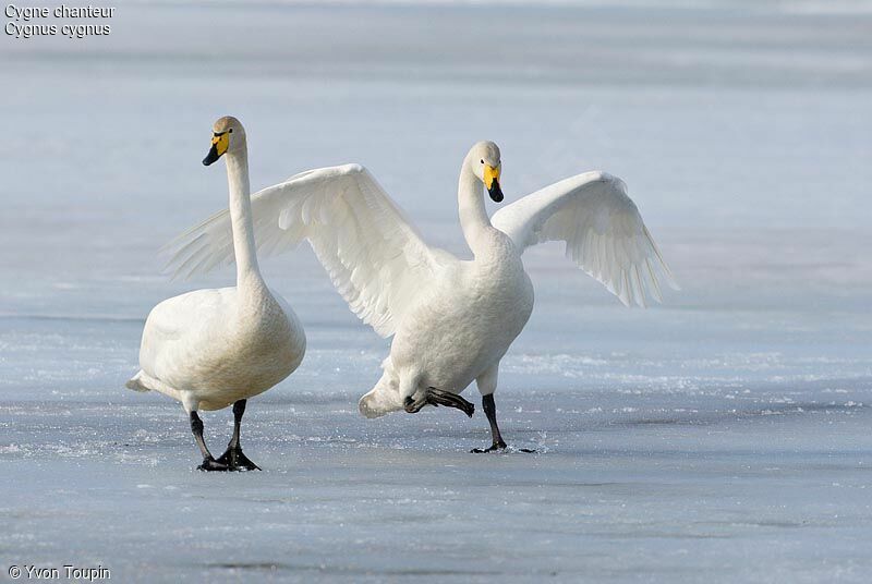 Whooper Swan 