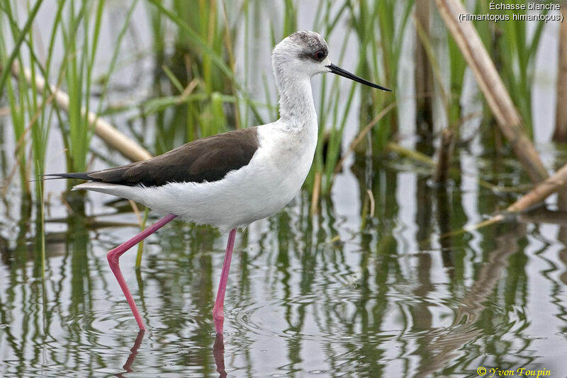 Black-winged Stilt, identification