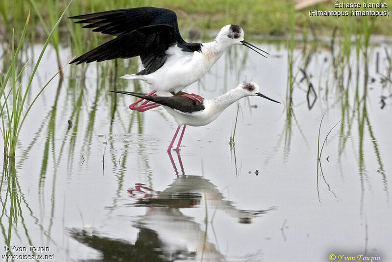 Black-winged Stilt, identification, Behaviour