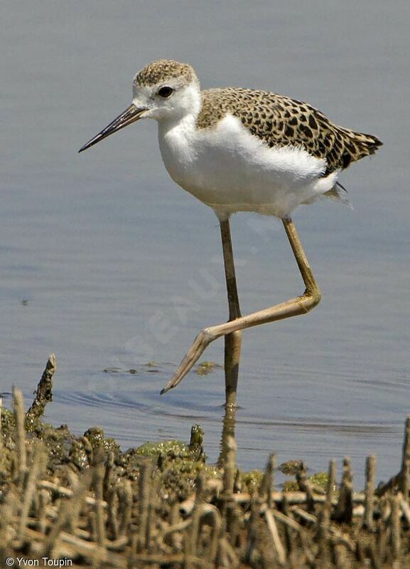 Black-winged Stiltjuvenile