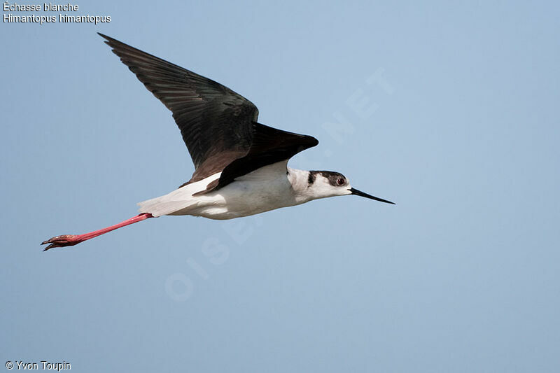 Black-winged Stilt, Flight