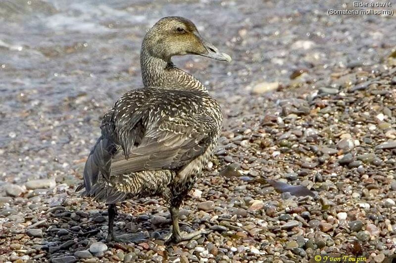 Eider à duvet femelle