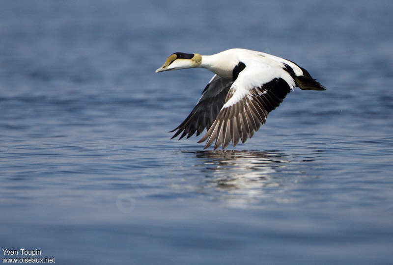 Eider à duvet mâle adulte nuptial, Vol