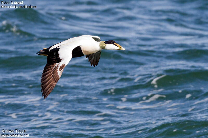 Eider à duvet, Vol