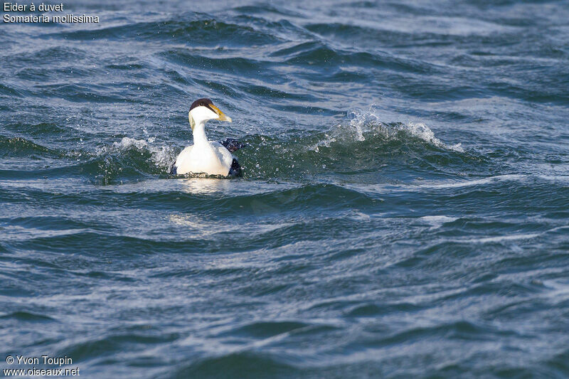 Eider à duvet, identification