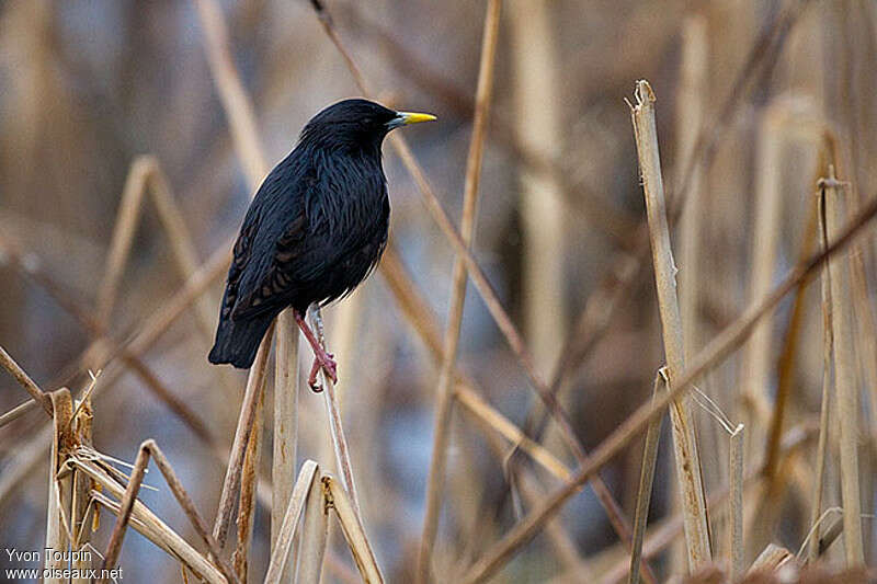 Spotless Starlingadult breeding, identification