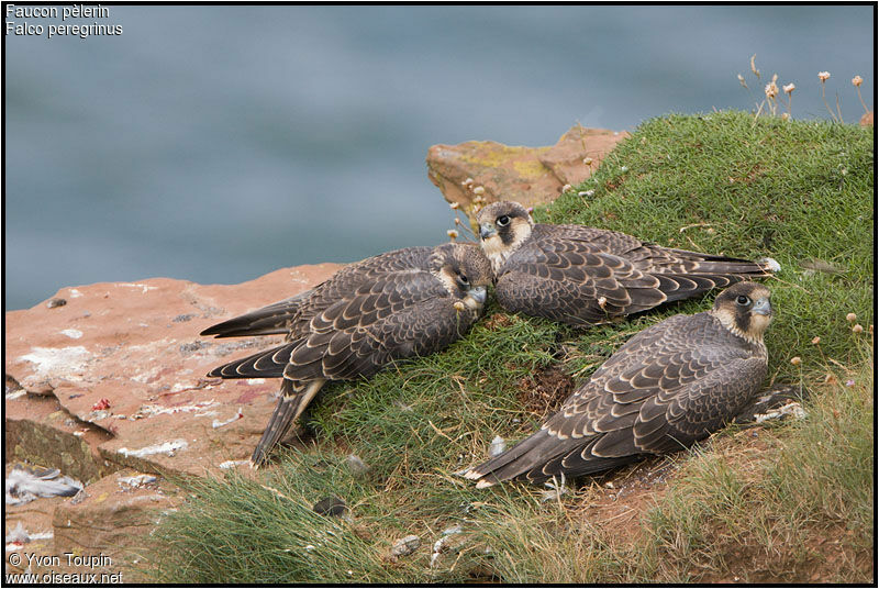 Peregrine Falconjuvenile