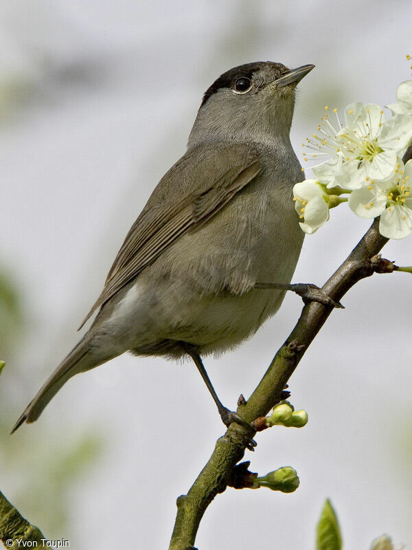 Eurasian Blackcap male