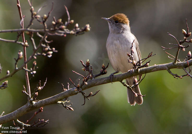 Eurasian Blackcap female, identification