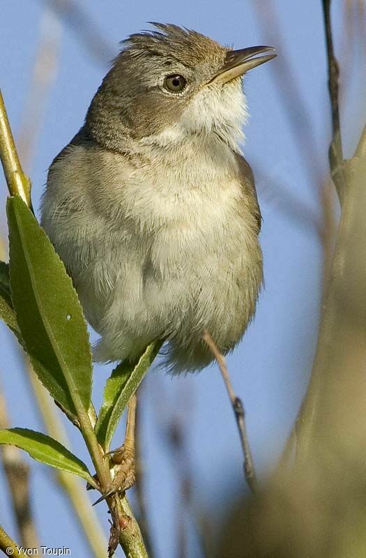 Common Whitethroat, identification