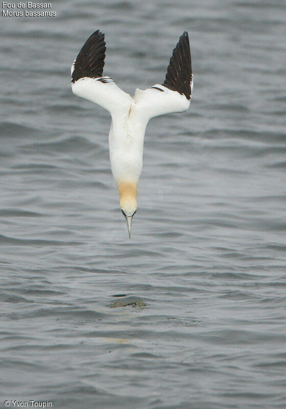 Northern Gannet, feeding habits