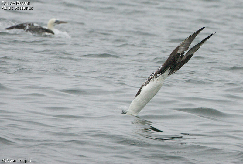 Northern Gannet, feeding habits