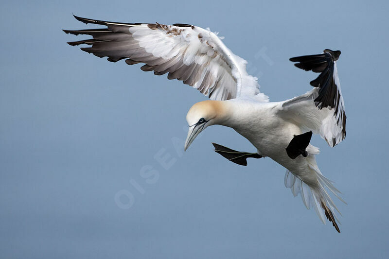 Northern Gannet, Flight