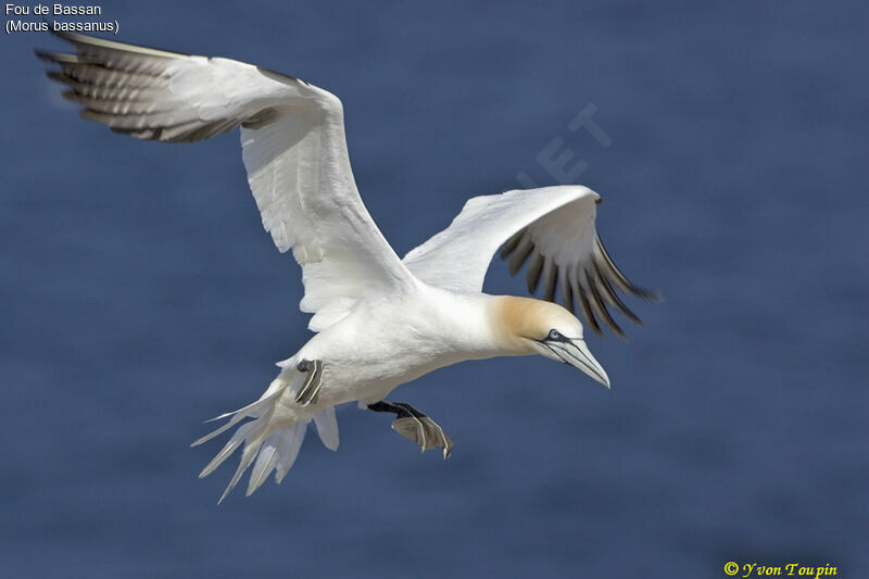 Northern Gannet, Flight