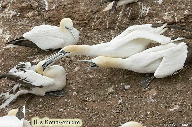 Northern Gannet, Behaviour