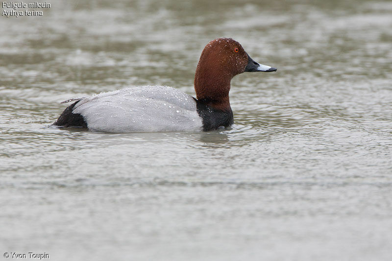 Common Pochard, identification