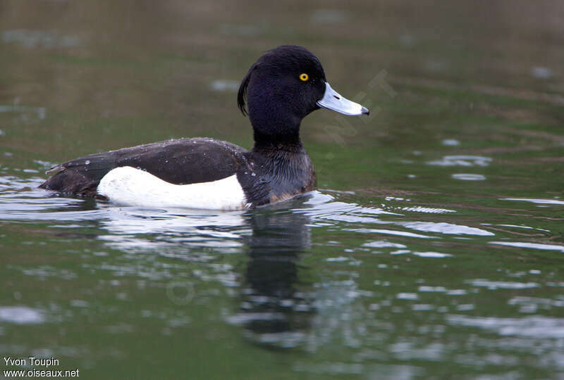 Tufted Duck male adult breeding, identification