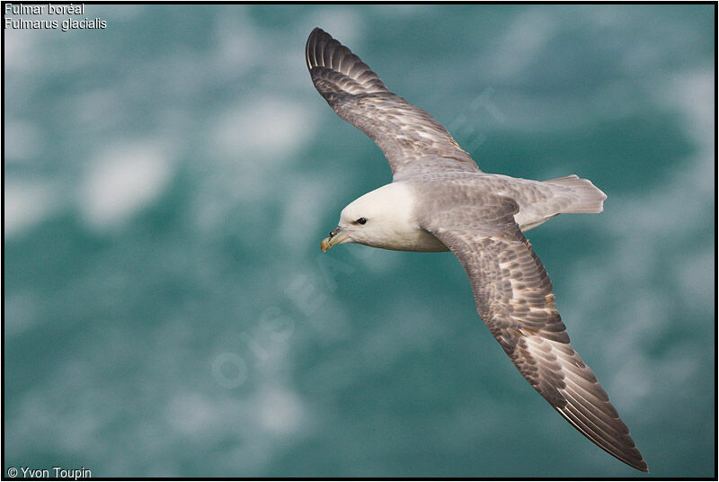 Northern Fulmaradult, Flight