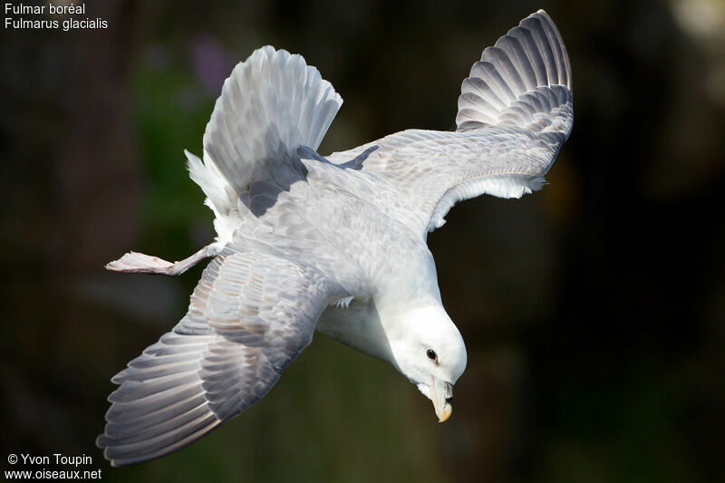 Northern Fulmar, Flight